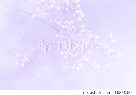 Sakura in soft style background Sakura in soft style background 16878325