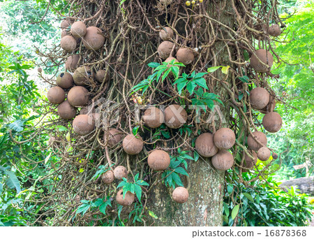 cannonball tree (Couroupita guianensis) 16878368