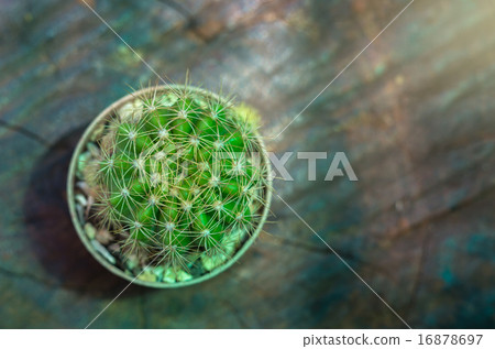 cactus with bokeh background 16878697