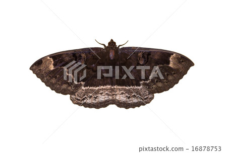 Moth on white background 16878753