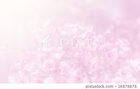 Sakura in soft style background Sakura in soft style background 16878878