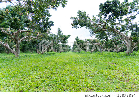 Lychee orchards Lychee orchards 16878884