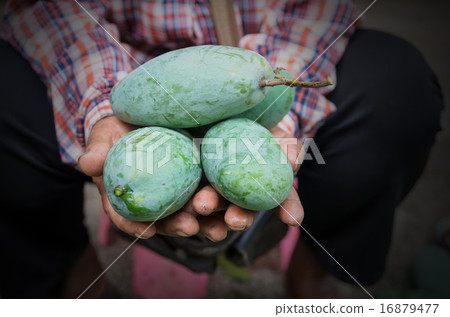 mango on hand gardener mango on hand gardener 16879477