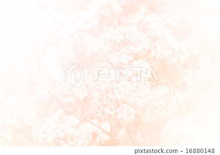 Pink Trumpet Tree in soft style Leather texture and background 16880148