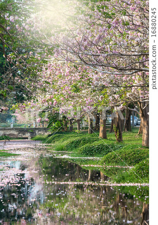 row of Pink Trumpet Tree in the park with lake 16880245