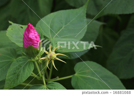 After flowers and buds of American fly 16881088