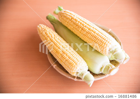 玉米 16881486