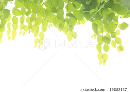 Fresh green 16882187