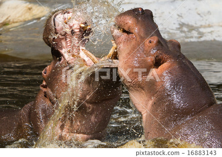 Two fighting hippos (Hippopotamus amphibius) Two fighting hippos (Hippopotamus amphibius) 16883143