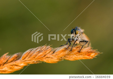 Asilidae Asilidae 16884039