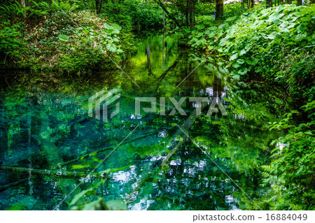 Father Pond of the God of Summer (Kiyosato Town) 16884049