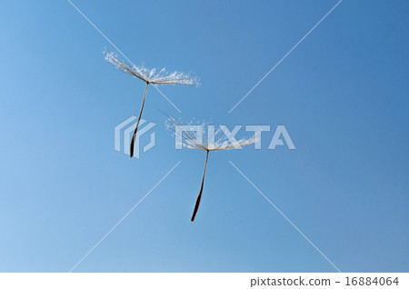 Dandelion  16884064