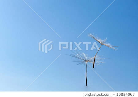 Dandelion  16884065