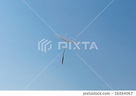 Dandelion Dandelion 16884067