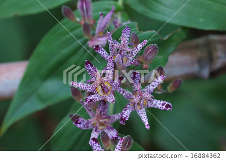 My name is Dorado Grass Hototogisu. My name is Dorado Grass Hototogisu. 16884362