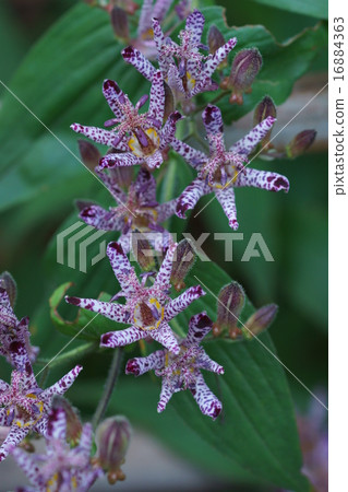 My name is Dorado Grass Hototogisu. My name is Dorado Grass Hototogisu. 16884363