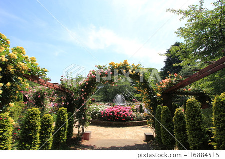 Satomi Park玫瑰園(玫瑰園) Satomi Park玫瑰園(玫瑰園) 16884515