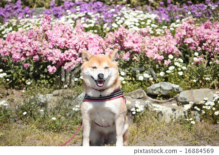 Shiba Inu和Statis(立山家庭公園) Shiba Inu和Statis(立山家庭公園) 16884569