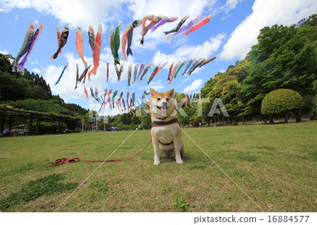 Kimoi與Shiba Inu游泳2 Kimoi與Shiba Inu游泳2 16884577