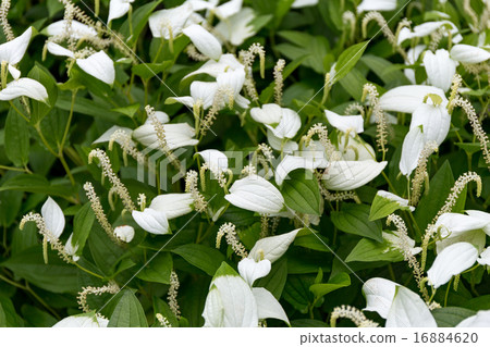半夏學生 -  Kenninji Temple 16884620