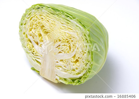 cabbage cabbage 16885406