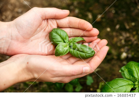 Basil leaves 16885437