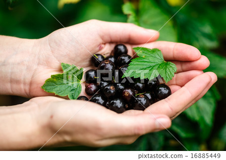Blackcurrant picking Blackcurrant picking 16885449