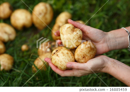 Potato harvesting Potato harvesting 16885459