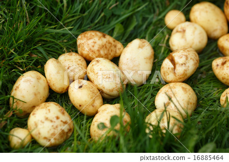 Potato harvesting 16885464