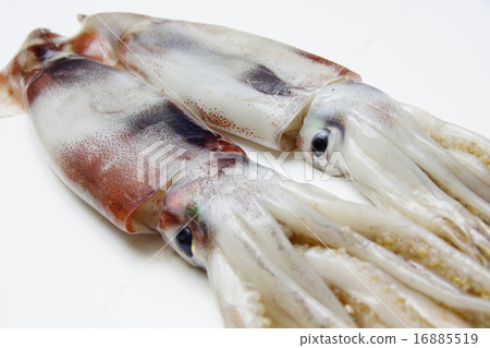 魷魚魷魚 魷魚魷魚 16885519