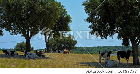 Cows Murgia defend themselves  16885758