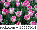Tulip 16885914