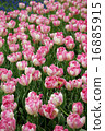 Tulip 16885915