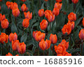 Tulip 16885916