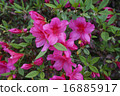 Azalea 16885917