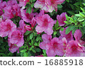 Azalea 16885918