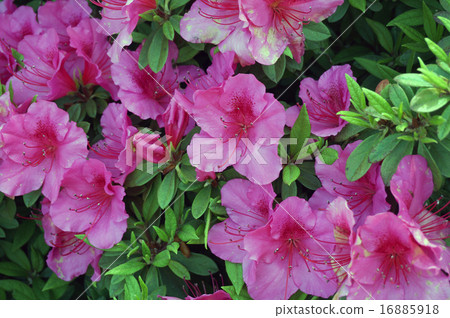 Azalea Azalea 16885918