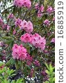 Rhododendron 16885919