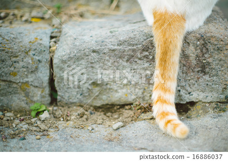 可愛的尾巴 可愛的尾巴 16886037