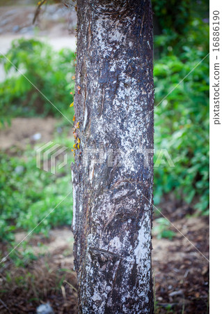 bark of tree 16886190