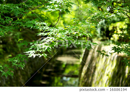 藍色秋葉 - 京都，哲學的方式 16886194