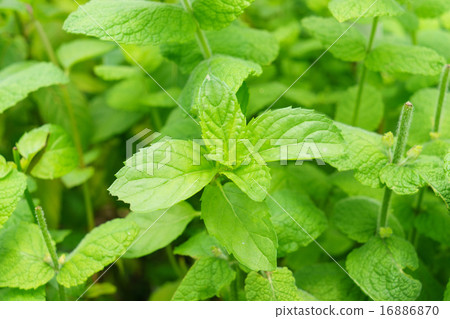貓薄荷 貓薄荷 16886870