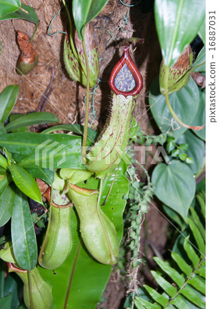 Insectivarious plant vertical 16887031