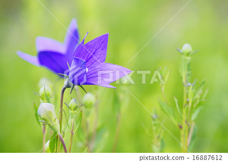 Bellflower 16887612