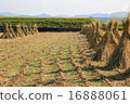 Rice Cake and Countryside Scenery 16888061