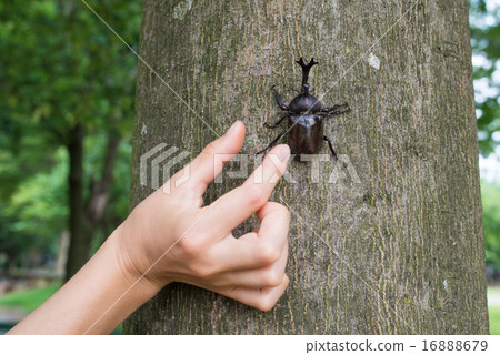 Hands to catch a beetle Hands to catch a beetle 16888679