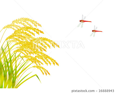 米耳朵和紅蜻蜓 米耳朵和紅蜻蜓 16888943