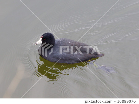 The coot 16889070