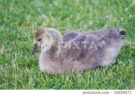 Young Canada goose is laying on the grass 16889071