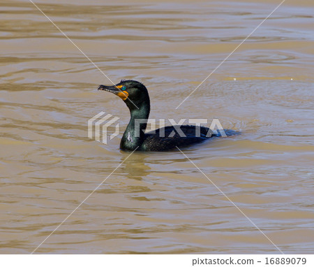The cormorant 16889079